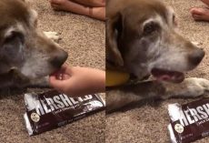 Family gives chocolate to their senior dog as a final treat: “No dog should go to Heaven not knowing how chocolate tastes”