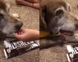 Family gives chocolate to their senior dog as a final treat: “No dog should go to Heaven not knowing how chocolate tastes”