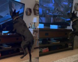 Dog has the best reaction watching a scary scene from “Jurassic Park” — watch the viral video