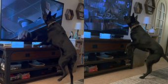 Dog has the best reaction watching a scary scene from “Jurassic Park” — watch the viral video