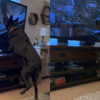 Dog has the best reaction watching a scary scene from “Jurassic Park” — watch the viral video