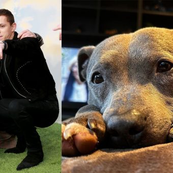 Tom Holland announces passing of his beloved dog Tessa: “Missing my lady”