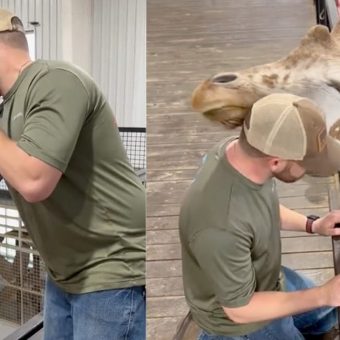 Chiropractor adjusts giraffe’s neck, gets thanked in the most adorable way