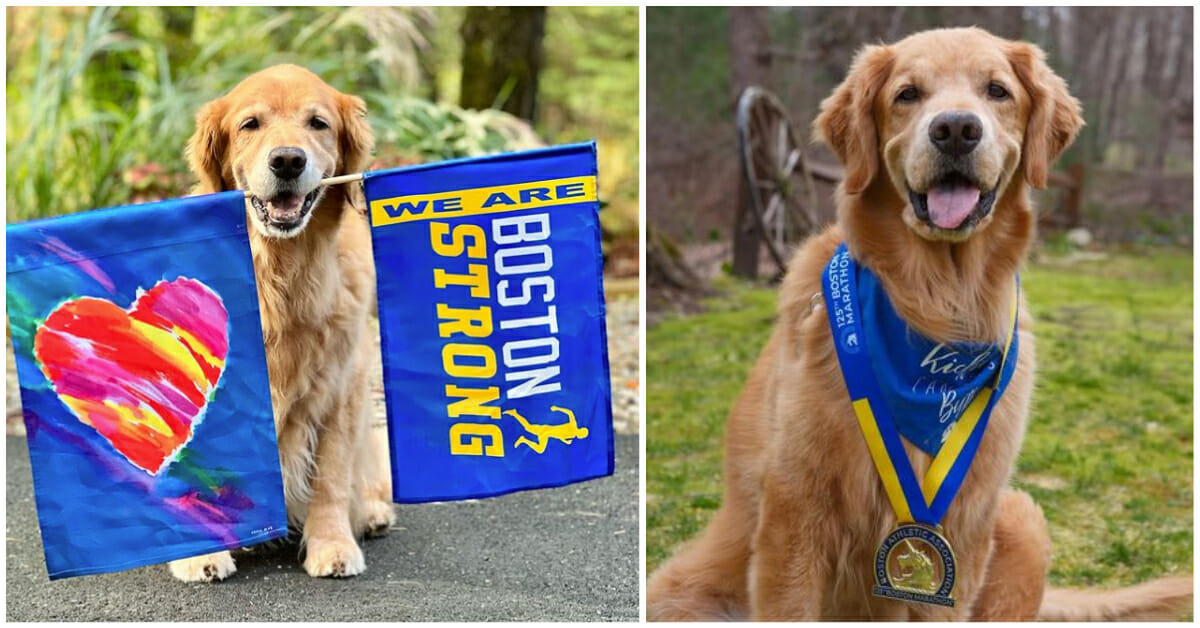Spencer, iconic golden retriever mascot of Boston Marathon, has died — rest in peace