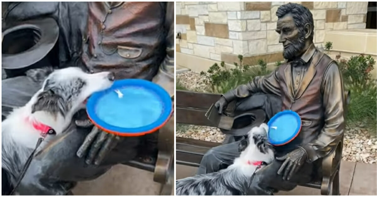 Dog doesn’t understand why statue of Abraham Lincoln won’t play fetch with her