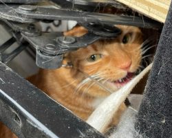 Cat reunites with family after being accidentally donated to thrift store while hiding in chair