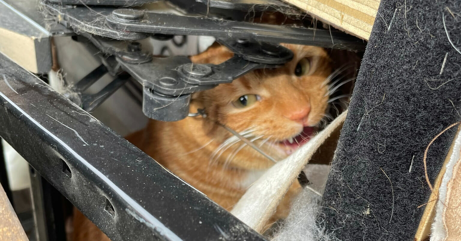 Cat reunites with family after being accidentally donated to thrift store while hiding in chair