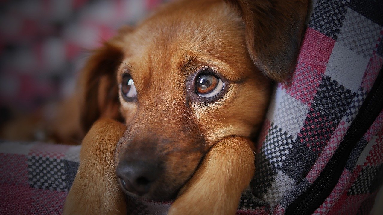 Mom forces teen give up his dog because of her new fiancé, but he chooses the dog instead