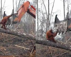 Endangered orangutan tries to fight off bulldozer as his home is destroyed
