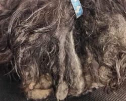 Severely matted dog surrendered to shelter, “one of the worst cases” they’ve seen — then dog gets incredible makeover