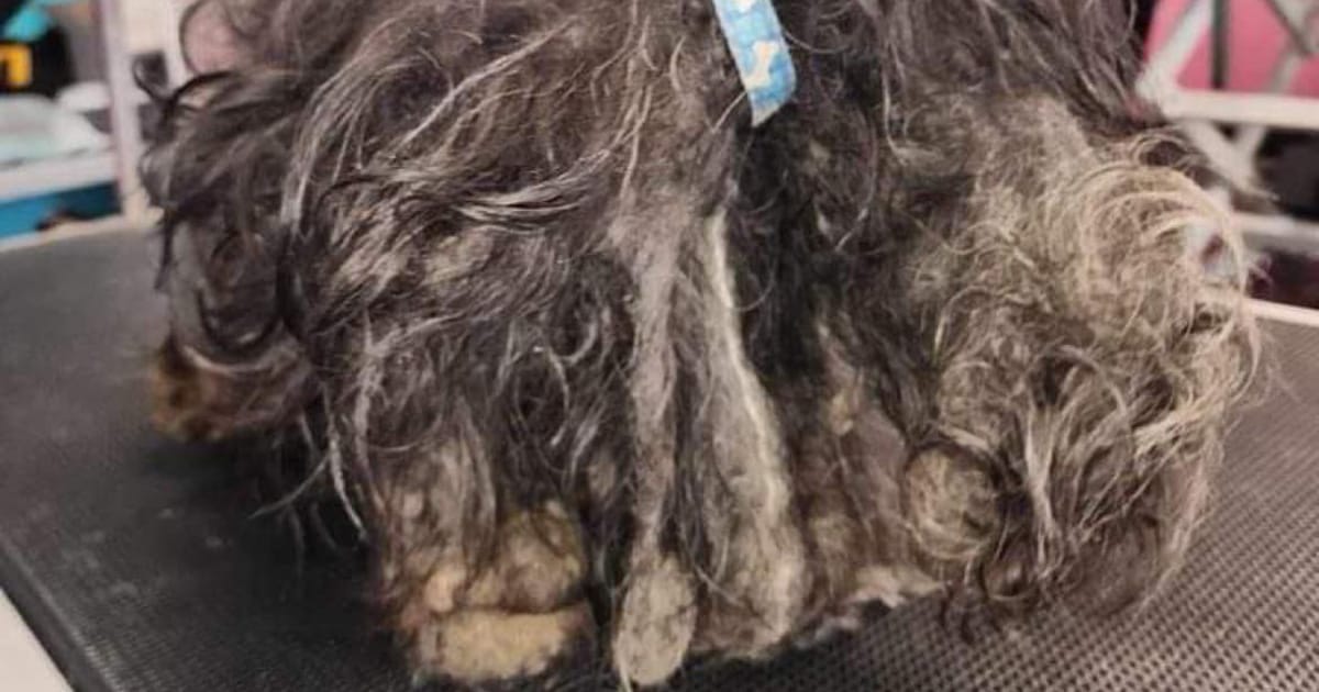 Severely matted dog surrendered to shelter, “one of the worst cases” they’ve seen — then dog gets incredible makeover