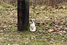 Abandoned dog was found tied up to tree, waiting to be rescued — rescue gives her a second chance