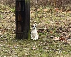 Abandoned dog was found tied up to tree, waiting to be rescued — rescue gives her a second chance