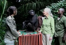 Dame Jane Goodall releases rehabilitated chimp to island sanctuary — chimp’s reaction stuns everyone
