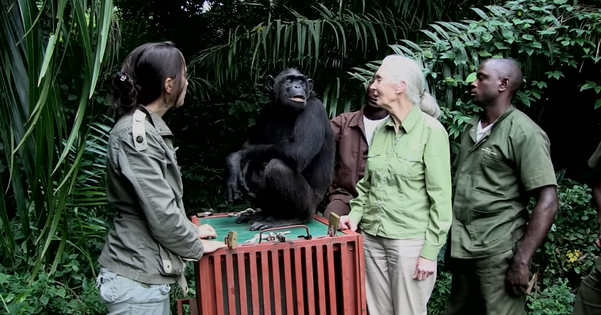 Dame Jane Goodall releases rehabilitated chimp to island sanctuary — chimp’s reaction stuns everyone
