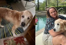 Woman was on waitlist to adopt a puppy — but senior golden retriever wins her heart