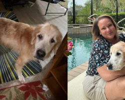 Woman was on waitlist to adopt a puppy — but senior golden retriever wins her heart