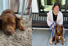 Woman fell in love with shelter dog, but was too busy to adopt — comes back months later and sees her friend still waiting for her