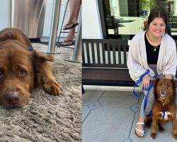 Woman fell in love with shelter dog, but was too busy to adopt — comes back months later and sees her friend still waiting for her