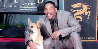 Will Smith pays heartwarming tribute to his beloved co-star Abbey, the dog from “I Am Legend”