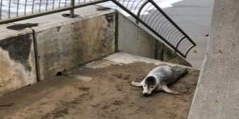Injured seal pup crawls up stairs looking for help — beachgoers save the day