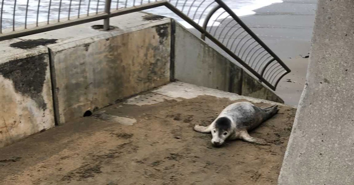 Injured seal pup crawls up stairs looking for help — beachgoers save the day