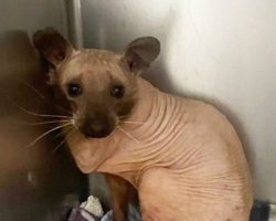 Animal rescued from the cold looks like a hairless cat — you’ll never guess what it really is