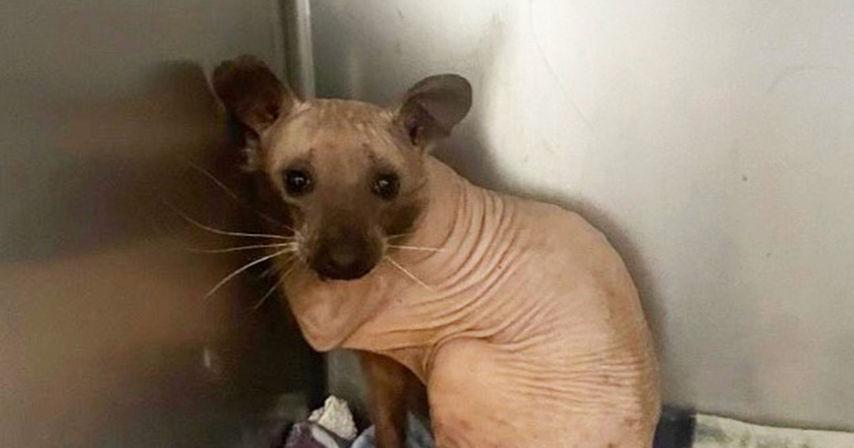 Animal rescued from the cold looks like a hairless cat — you’ll never guess what it really is