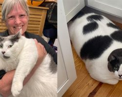 40-pound cat Patches made headlines due to his huge size — see his fitness progress one year later