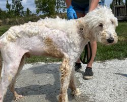 Stray dog found emaciated and in rough shape — weeks later he’s made an amazing transformation