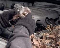 Man unexpectedly finds tiny creatures hiding in his car engine — rescue leads to heartwarming reunion