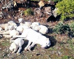 Mama dog found tied up in woods along with her 8 puppies — now they’re in safe hands