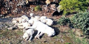 Mama dog found tied up in woods along with her 8 puppies — now they’re in safe hands