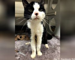 Senior Cat Dumped At Shelter For Having A Few Accidents In The House