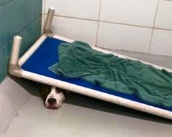 Terrified Dog Who Would Hide Under His Bed At Shelter Finds A Home