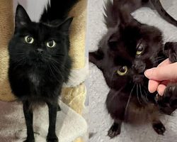 Cat with ‘Tight Pants’ Tries to Charm Every Person at Animal Shelter by Holding Their Hand