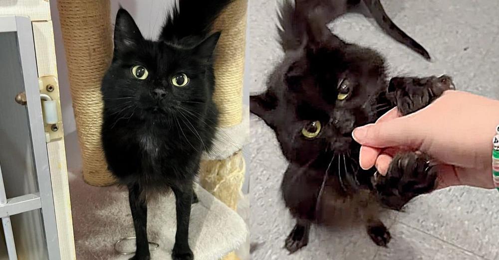 Cat with 'Tight Pants' Tries to Charm Every Person at Animal Shelter by Holding Their Hand