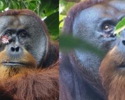 Injured orangutan seen treating his own wound with medicinal plant — a scientific breakthrough
