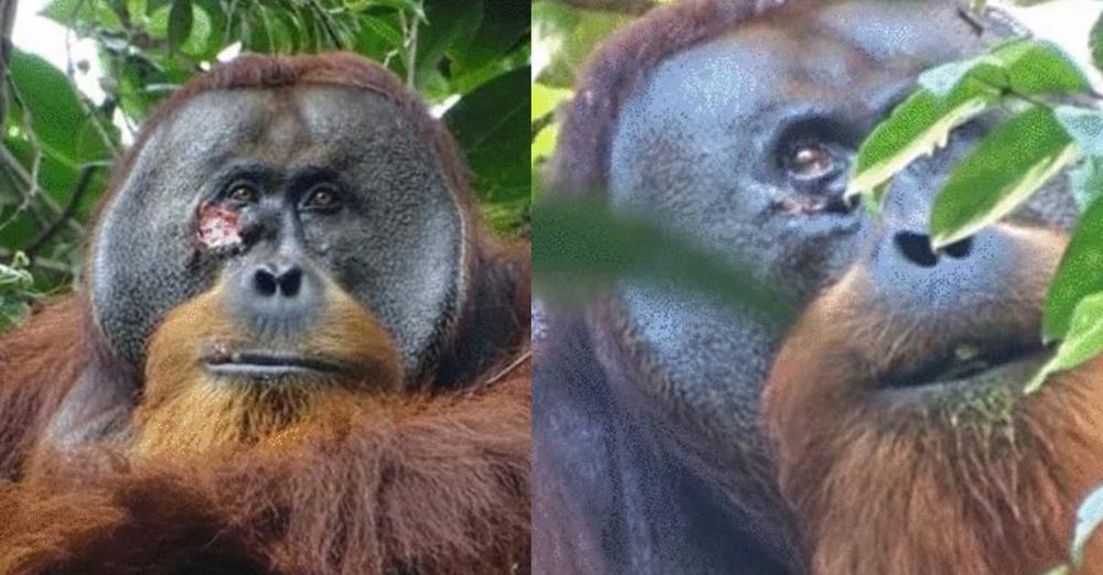 Injured orangutan seen treating his own wound with medicinal plant — a scientific breakthrough