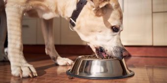 Dog food sold at Walmart recalled for containing “loose metal pieces”