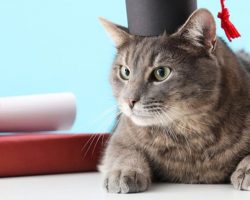 Beloved university campus cat receives honorary degree at graduation