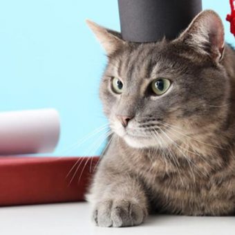 Beloved university campus cat receives honorary degree at graduation