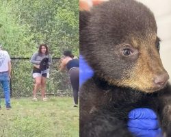 People grab bear cubs out of tree for selfies — now orphaned cub is in care of wildlife refuge