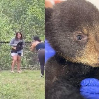 People grab bear cubs out of tree for selfies — now orphaned cub is in care of wildlife refuge