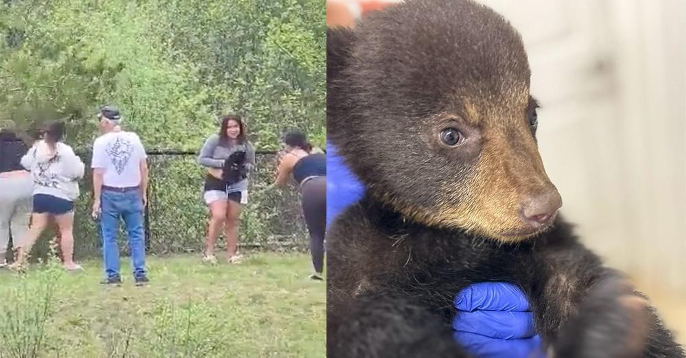People grab bear cubs out of tree for selfies — now orphaned cub is in care of wildlife refuge