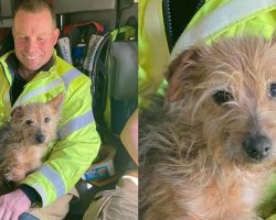 Firefighter finds loyal dog in deceased woman’s home — decides to adopt her himself