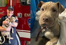 Puppy who lost leg after being hit by car gets adopted by firefighter who saved her