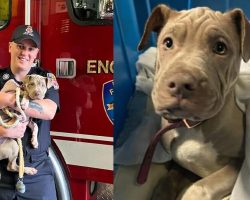 Puppy who lost leg after being hit by car gets adopted by firefighter who saved her