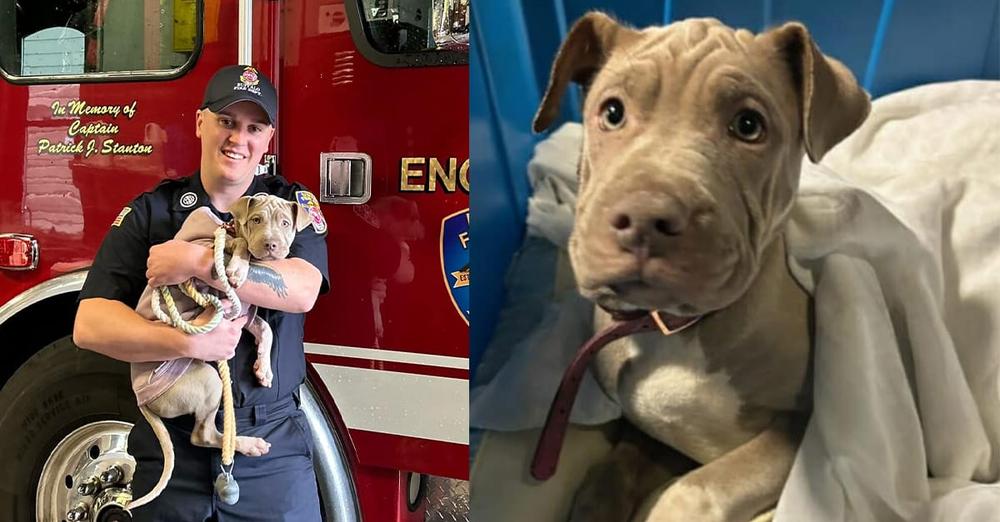 Puppy who lost leg after being hit by car gets adopted by firefighter who saved her