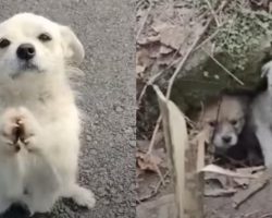 Mama Dog Stops Traffic And Begged For Food To Feed Her Babies